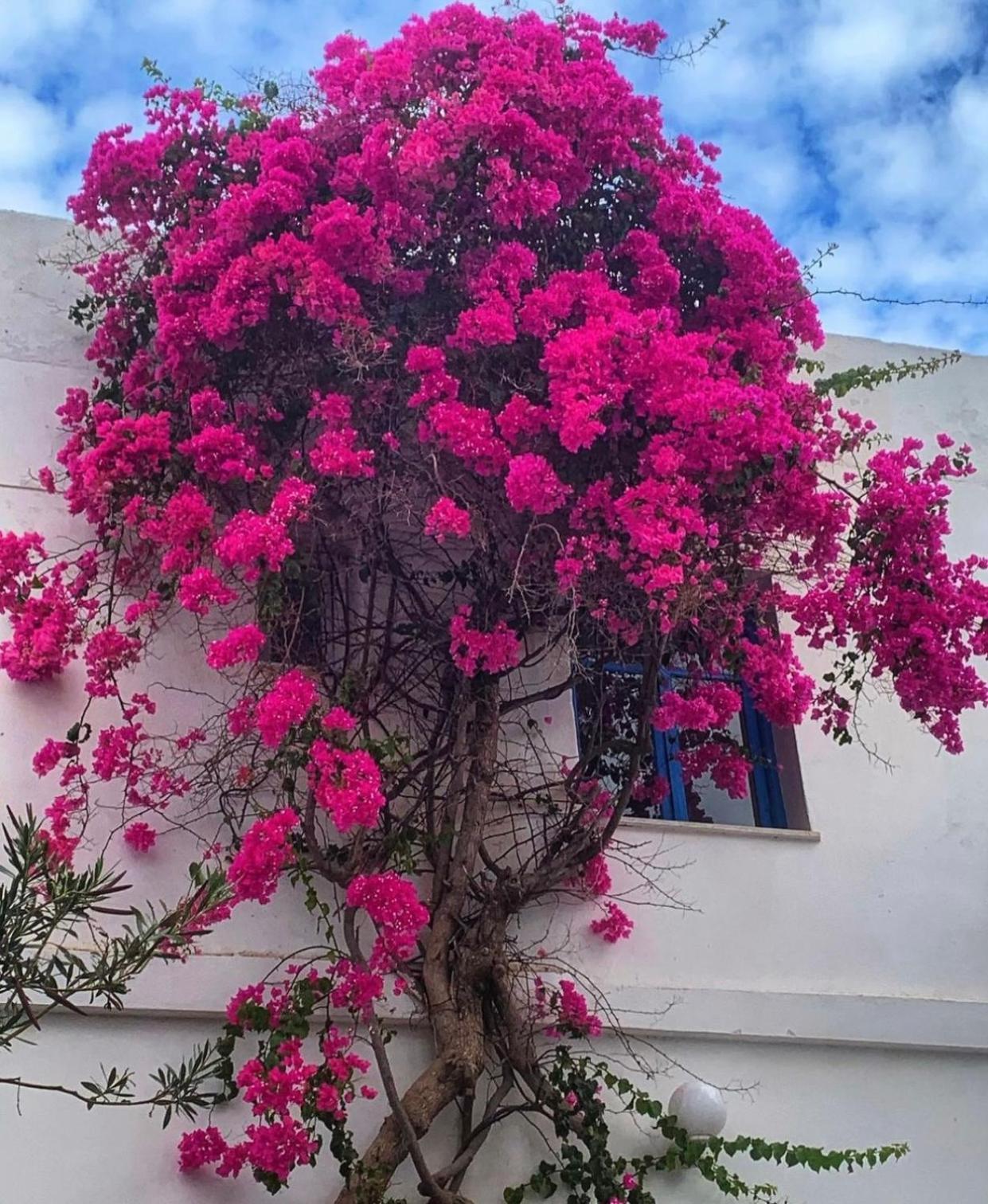 Mare Naxia Hotel Naxos City Екстериор снимка